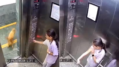 Viral video: CCTV captures dog attacking, biting girl in Noida housing society lift (WATCH)