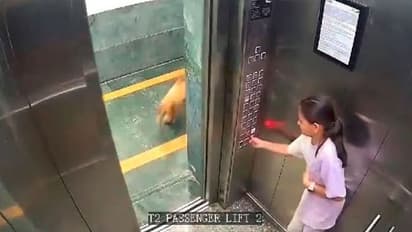 ಬೇರೆಯವರ ಸಾಕು ನಾಯಿಯಿಂದ ಲಿಫ್ಟ್ನಲ್ಲಿ ಬಾಲಕಿ ಮೇಲೆ ದಾಳಿ : ವೀಡಿಯೋ ವೈರಲ್