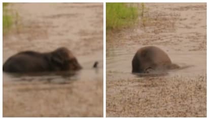 'ചൂട് കാലത്ത് വെള്ളം കണ്ടാല്...'; ചെളിക്കുഴിയില് തിമിര്ക്കുന്ന ആനക്കുട്ടിയുടെ വീഡിയോ വൈറല്