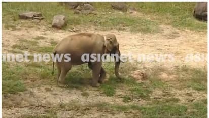 അരിക്കൊമ്പൻ സമിതി ശുപാർശകളില് ആശങ്ക; ജനജീവിതത്തിനും ടൂറിസം മേഖലക്കും ദോഷകരമായതെന്ന് ആക്ഷേപം