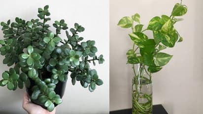 Akshay Tritiya 2024: अक्षय तृतीया में सिर्फ तुलसी नहीं, ये पेड़ भी बदलेंगे किस्मत, धन का होगा आगमन