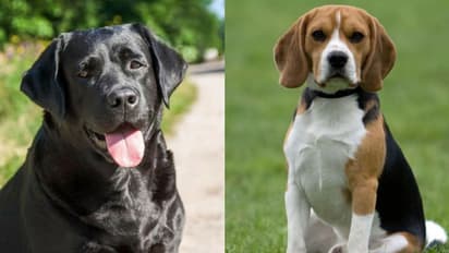 ಮಹಾಭಾರತವೂ ಸೇರಿ ಪ್ರಾಚೀನ ಯುದ್ಧಗಳಲ್ಲಿ ಮಹತ್ವದ ಪಾತ್ರ ವಹಿಸಿದ್ದ 8 ಪ್ರಾಣಿಗಳಿವು