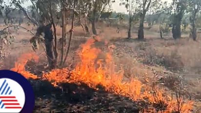 ಅರಣ್ಯಪ್ರದೇಶಕ್ಕೆ ಬೆಂಕಿ ಇಟ್ಟ ಕಿಡಿಗೇಡಿಗಳು ಮೂರು ಸಾವಿರಕ್ಕೂ ಅಧಿಕ ಮರಗಳು ಸುಟ್ಟು ಭಸ್ಮ!