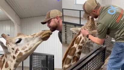 This video of a giraffe interacting with the vet has captured a million hearts online [watch]