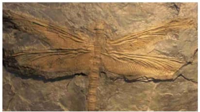 പ്രണികളുടെ മുതുമുത്തച്ഛന്‍; അന്തരീക്ഷത്തില്‍ ഓക്സിജന്‍റെ അളവ് കുറഞ്ഞപ്പോള്‍ അപ്രത്യക്ഷമായ ഭീമന്‍ തുമ്പി 