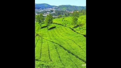 Courtallam Falls : குற்றாலத்திற்கு போறீங்களா.? இதமான காற்றோடு அருவியில் தண்ணீர் கொட்டுது-இதோ லேட்டஸ்ட் அப்டேட்