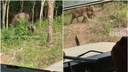 കണ്ണൂരില് വനപാലകര്ക്ക് നേരെ പാഞ്ഞടുത്ത് കാട്ടാനയും കുഞ്ഞും; വീഡിയോ