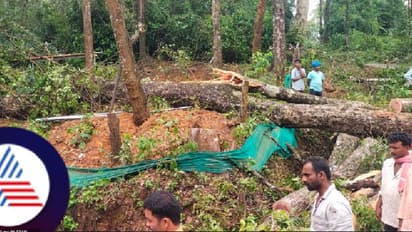 ಕಾಫಿನಾಡ ಮಳೆಗೆ ಮೂರನೇ ಬಲಿ; ನಡೆದು ಹೋಗುತ್ತಿದ್ದ ಮಹಿಳೆ ಮೇಲೆ ಮುರಿದುಬಿದ್ದ ಮರ