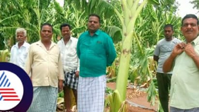 ಅನ್ನದಾತನ ಪಾಲಿಗೆ ಮುಳುವಾಯ್ತು ವರ್ಷದ ಮೊದಲ ಮಳೆ!