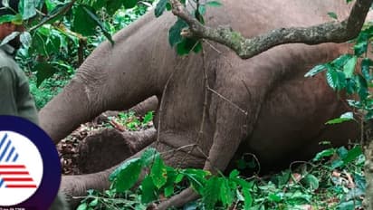 ಕಾಫಿನಾಡಲ್ಲಿ ಅನುಮಾಸ್ಪದವಾಗಿ 35 ವರ್ಷದ ಕಾಡಾನೆ ಸಾವು!