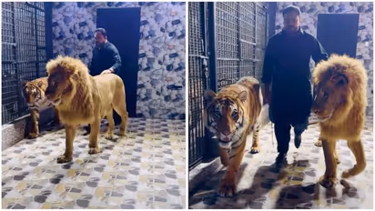 WATCH viral video of Pakistani man strolling with lion and tiger; Sparks online outrage 
