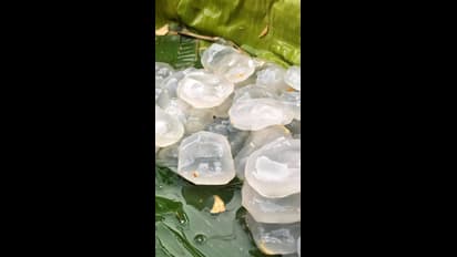 ఎండాకాలంలో తాటి ముంజలను ఎందుకు తింటరో తెలుసా? 