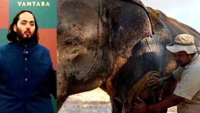  Anant Ambani's Vantara wins prestigious 'Prani Mitra' award for excellence in animal welfare