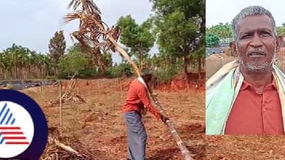 ಮಳೆ ಅಭಾವ: ಫಲಕ್ಕೆ ಬಂದ ಅಡಕೆ ಗಿಡಗಳನ್ನ ಕಡಿದುಹಾಕಿದ ರೈತ