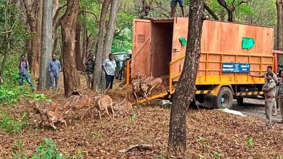 வனப்பகுதிக்குள் துள்ளி குதித்து ஓடிய புள்ளி மான்கள்; கோவை வஉசி பூங்காவில் பராமரிக்கப்பட்ட மான்கள் விடுவிப்பு