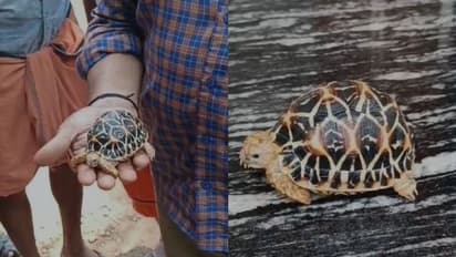 രാത്രി പെയ്ത കനത്ത മഴയിൽ ചെറുതുരുത്തിയിലെ വീട്ടുമുറ്റത്ത് ഉഗ്രനൊരു അതിഥി, ആരെന്നല്ലേ? നക്ഷത്ര ആമ!