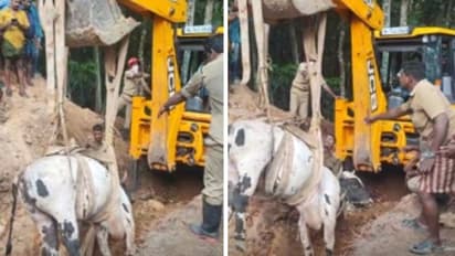 കാളക്കുട്ടി കയർ പൊട്ടിച്ചോടി കിണറ്റിൽ വീണു; രക്ഷകരായി അഗ്നിരക്ഷാ സേന