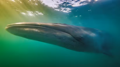 Majestic sei whales, weighing up to 28-45 metric tonnes, reappear in Argentine waters after a century (WATCH)
