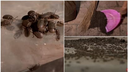 'ഭക്ഷണമുണ്ടാക്കാനോ ഉറങ്ങാനോ കഴിയുന്നില്ല'; മുപ്ലിവണ്ട് ശല്യം കാരണം വലഞ്ഞ് പയ്യാക്കരക്കാർ