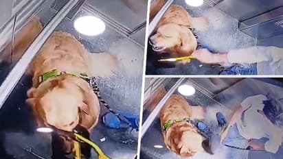 SHOCKING! Dog-walker hits golden retriever inside Gurugram society lift, video goes viral (WATCH)
