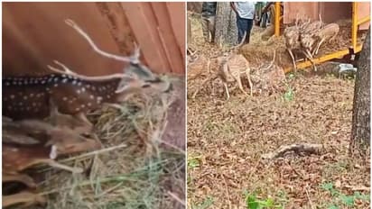 മൃഗശാലയുടെ പ്രവർത്തനം നിർത്തി; 26 പുള്ളിമാനുകളെ കാട്ടിലേക്ക് തുറന്നുവിട്ടു