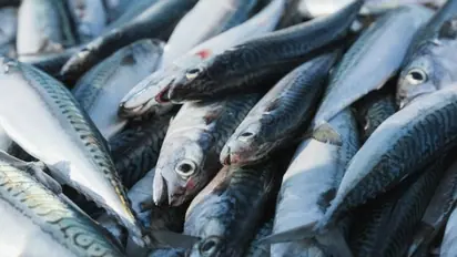 Karnataka: Techie-turned-model farmer suffers Rs 45 lakh loss as 17,000 fish die due to heatwave