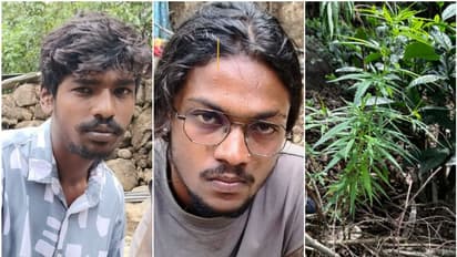 വീട്ടുവളപ്പിൽ കഞ്ചാവ് ചെടി നട്ടുവളർത്തി അച്ഛനും മകനും, ഒപ്പം വിൽപ്പനയും; പിടിവീണത് നാട്ടുകാരുടെ സംശയത്തിൽ!