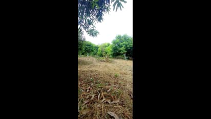 ಹವಾಮಾನ ವೈಪರೀತ್ಯ: ಊಟಕ್ಕಿಲ್ಲ ಅಪ್ಪೆಮಿಡಿ ಉಪ್ಪಿನಕಾಯಿ!