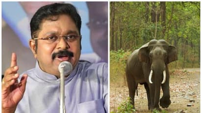 அவசரகதியில் தயாரிக்கப்பட்ட யானை வழித்தட திட்ட வரைவு அறிக்கையால் மலைவாழ் மக்கள் பாதிப்பு - தினகரன் கண்டனம்