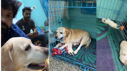 ‘777 Charlie’ star dog becomes mother, Rakshit Shetty visits 6 newborn puppies in Mysuru (WATCH)