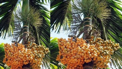 ಬಿಸಿಲ ತಾಪದಿಂದ ನಳ್ಳಿ ಉದುರುವಿಕೆ: ಅಡಕೆ ಬೆಳೆಗಾರರು ಕಂಗಾಲು!