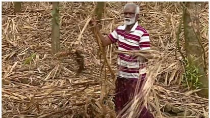 കോടികളുടെ നഷ്ടം, കൂടുതൽ ധനസഹായം കിട്ടുമെന്ന പ്രതീക്ഷ; കൃഷി മന്ത്രി വരുമ്പോൾ ഉറ്റുനോക്കി ഇടുക്കിയിലെ കർഷകർ