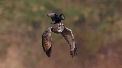 ஆந்தை மீது சவாரி செய்யும் ட்ராங்கோ! ஹைதராபாத் போட்டோகிராஃபருக்கு சர்வதேச விருது!