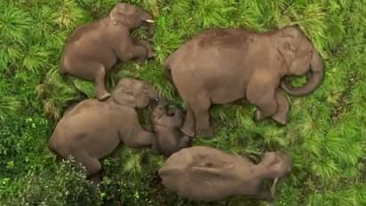 Heartwarming video: Baby elephant sleeps peacefully with family in Tamil Nadu Reserve, Sparks joy online
