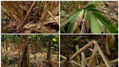 കനത്ത വരൾച്ച; സംസ്ഥാനത്ത് 257 കോടിയുടെ കൃഷിനാശം, പ്രത്യേക കേന്ദ്ര പാക്കേജ് അനുവദിക്കണണമെന്ന് കൃഷി മന്ത്രി