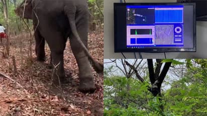 കാടിറങ്ങുന്ന വന്യമൃഗങ്ങളുടെ സഞ്ചാര പാത തിരിച്ചറിയാൻ എഐ ക്യാമറ,ആദ്യഘട്ട പരീക്ഷണം പാലക്കാട് പന്നിമടയില്‍ നടന്നു 