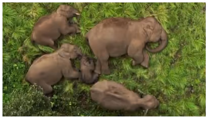 'ഇസെഡ് സുരക്ഷ'യില്‍ ഒരു മയക്കം; ആനക്കുട്ടത്തിന് നടുവില്‍ സുഖമായി ഉറങ്ങുന്ന ആനക്കുട്ടിയുടെ വീഡിയോ വൈറല്‍ 