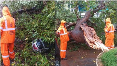 'മഴ പെയ്തപ്പോൾ അധ്യാപകർ വരാന്തയിലേക്ക് കയറി, മിനിറ്റുകൾക്കുള്ളിൽ കൂറ്റൻ മാവ് വീണു'; ഒഴിവായത് വൻ ദുരന്തം