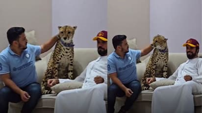 ಚೀತಾ ಜೊತೆ ಯುವಕನ ಮಂಗನಾಟ; ವೈರಲ್ ವಿಡಿಯೋ ನೋಡಿ ಶಾಕ್ ಅದ ಜನರು!