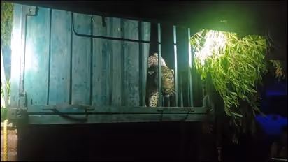 நெல்லையில் பொதுமக்களை அச்சுறுத்தி வந்த சிறுத்தை; விரைந்து செயல்பட்டு சிறுத்தையை பிடித்த வனத்துறை