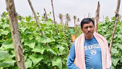 ರೆಸ್ಪಿ ಸೌತೆಕಾಯಿ ಬೆಳೆದು ಲಕ್ಷಾಧೀಶ್ವರನಾದ ರೈತ: ವಕೀಲಿ ವೃತ್ತಿ ಜತೆ ಕೃಷಿಕನಾದ ಗಂಗರಾಜ್‌!