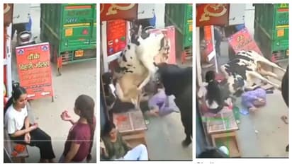 സ്നാക്സ് കഴിച്ച് കൊണ്ടിരുന്ന പെണ്‍കുട്ടികള്‍ക്ക് ഇടയിലേക്ക് ഇടിച്ച് കയറിയ പശുക്കള്‍; ഞെട്ടിപ്പിക്കുന്ന വീഡിയോ