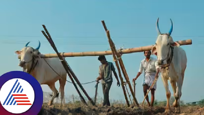 ಬಳ್ಳಾರಿಯಲ್ಲಿ ವಾಡಿಕೆಗಿಂತ ಹೆಚ್ಚು ಮಳೆ; ರೈತರ ಮುಖದಲ್ಲಿ ಮಂದಹಾಸ