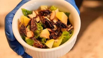 ഇഷ്ടഭക്ഷണമായി ചീവീട്, 'സിക്കാഡ സ്പെഷ്യൽ' ഡിന്നർ പാർട്ടികൾ വരെ