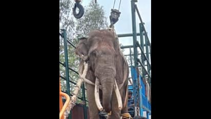 ಜೀವಂತ ಕಾಡಾನೆಯ ದಂತ ಕತ್ತರಿಸಿದ ಕರ್ನಾಟಕ ಅರಣ್ಯ ಇಲಾಖೆ