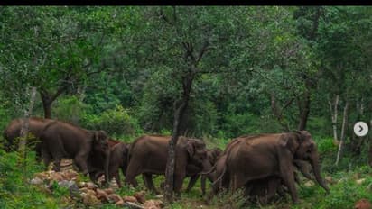 ರಾಜ್ಯದಲ್ಲಿ ಮೂರು ದಿನಗಳ ಗಜ ಗಣತಿ ಮುಕ್ತಾಯ: ಆನೆಗಳ ಕೌಂಟ್‌ ಬದಲು ವಾಟರ್‌ ವಾಲ್‌ ಕೌಂಟ್‌!