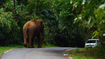 കേരളത്തിൽ ആനകളുടെ കണക്കെടുപ്പ് തുടങ്ങി; മൂന്ന് ദിവസം സർവെ, അന്തിമ റിപ്പോർട്ട് ജൂലൈ 9ന്