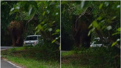 റോഡിന് ഇരുവശവും ആനക്കൂട്ടം, അതിരപ്പള്ളിയിൽ കാറിനുനേരെ പാഞ്ഞടുത്ത് കാട്ടാന; അദ്ഭുതകരമായ രക്ഷപ്പെടൽ