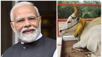 Narendra Modi: மூன்றாவது முறையாக மோடி பிரதமராவார்; ஆருடம் சொன்ன கோவை கோவில் காளை