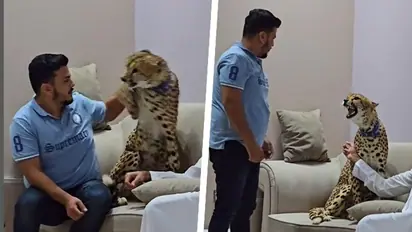 Viral video: Pakistani influencer attacked by Cheetah kept at home, sparks Internet humour (WATCH)